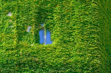 Tamamen yabani üzümlerle kaplanmış bir konutun penceresi, sonbahar aydınlık günü, yakın plan.