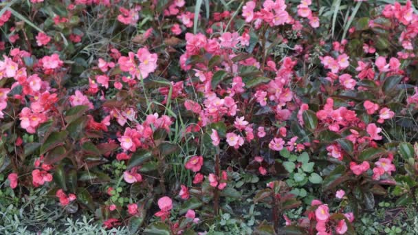 Autumn Urban Nature Video Sketching Flowers Flower Bed Close Foreground — Stock Video