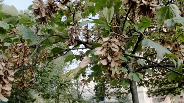 Jesień Miasto Natura Wideo Szkic Żółtymi Liśćmi Gałęziach Drzew Pierwszym — Wideo stockowe