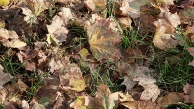 Sonbahar şehri doğası video taslağı. Kaldırımda sarı yapraklar ve çimenlikte rüzgarlı Ekim bulutlu bir gün.