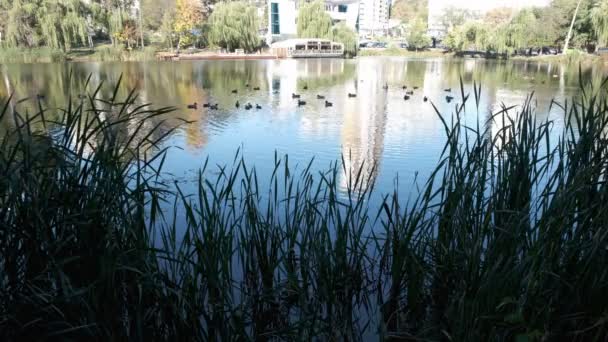 Vue Lac Automne Dans Zone Verte Quartier Goloseevsky Ville Kiev — Video