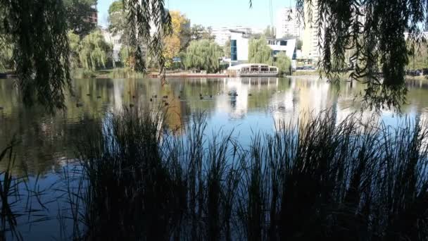 10月の15 2020で晴れた日に撮影されたウクライナのキエフ市のGoloseevsky地区の緑地帯での秋の湖の景色 — ストック動画