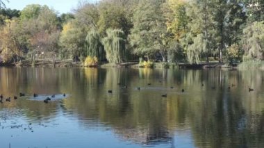 Ukrayna 'nın başkenti Kiev' in Goloseevsky ilçesinde 15 Ekim 2020 'de güneşli bir günde çekilen sonbahar gölü manzarası