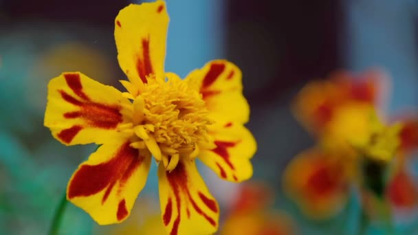 Otoño Natural Flor Video Clip Bocetos Ciudad Cama Flores Cerca — Vídeos de Stock