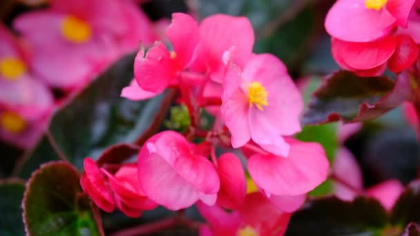 Naturlig Høstfilmklipp Som Tegner Blomsterbedet Byen – stockvideo