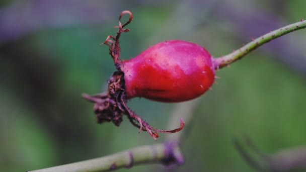 Natuurlijke Herfst Groente Video Clip Schets Met Rozenbottel Bes Close — Stockvideo