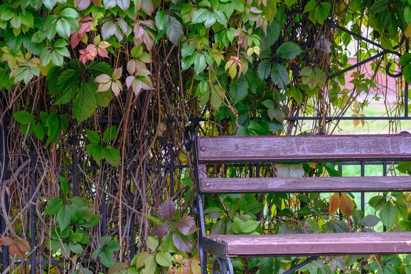 Herfst Stilleven Schets Weven Wilde Decoratieve Druiven Close — Stockfoto