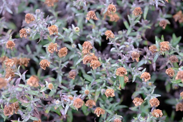 Outono Triste Ainda Vida Esboço Secado Flores Secas Floresceu Canteiro — Fotografia de Stock