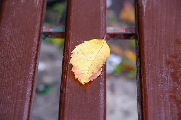 Herfst Stilleven Schets Een Beschilderde Tuinbank Ligt Een Omgevallen Geel — Stockfoto