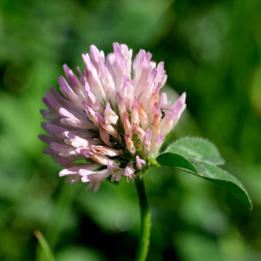 Narin pembe yonca çiçeği canlı yeşil çimlerin üzerinde dimdik durur, güneş ışığının tadını çıkarır..