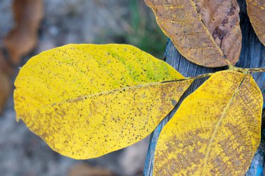 Parlak sarı yapraklar kırsal bir ahşap yüzeyde uzanır, düşüşle ilgili hikayeler anlatır..