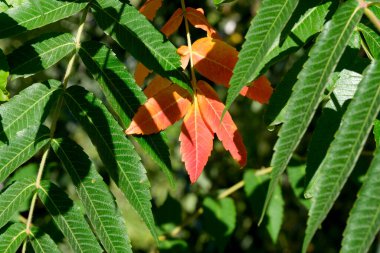 Parlak kırmızı yapraklar, gün ışığında yeşil yaprakların arasından süzülüyor..