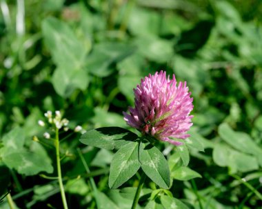 Canlı pembe yonca çiçekleri güneşli bir tarla sahnesinde yeşil yaprakların arasında gelişir..