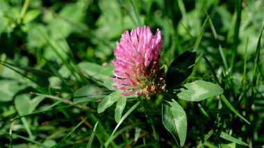 Parlak, pembe bir yonca, güneş ışığında parlayan yeşil çimlerin ortasında çiçek açar..