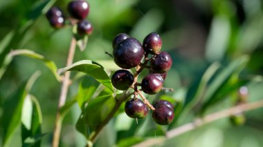 Parlak mor böğürtlenler güneş ışığı altında yemyeşil bir dala asılı..