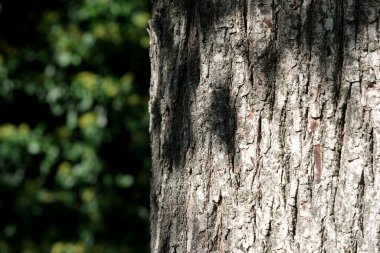 Güneş ışığı yaprakların arasından süzülür, ağaç kabuklarına gölgeler bırakır..