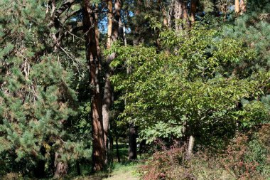 Parlak güneş ışığı altında yemyeşil ağaçlar gelişir ve huzurlu bir atmosfer yaratır..