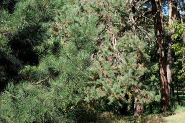 Çimenli yeşil yapraklı uzun ağaçlar doğada huzurlu ve güneşli bir atmosfer yaratır..