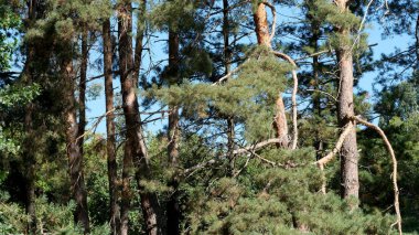 Güneş ışığı, huzurlu bir ormandaki uzun ağaçların arasından süzülür..