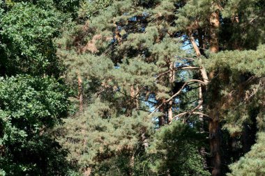 Yukarıdaki yüksek ağaçlar, sakin bir orman sahnesinde güneş ışığı yaprakların arasında parıldıyor..