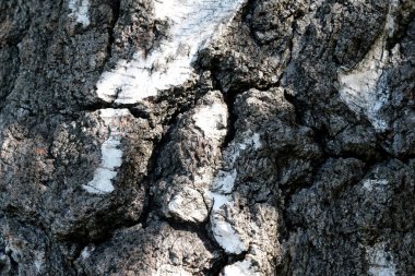 Dokulu ağaç gövdesinin yakın görüntüsü doğal çatlaklar ve ışık saçar..