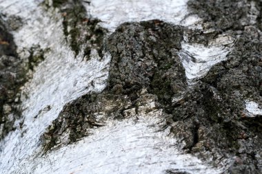 Huş ağacı kabuğunun ayrıntılı görünümü doku ve renklerin bir karışımını ortaya çıkarır.