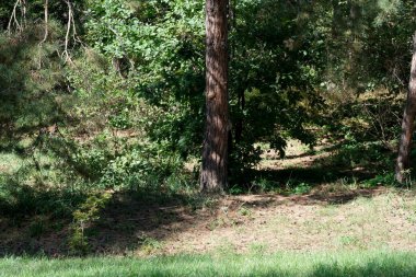 Yumuşak ışık yapraklı dalları delip geçer ve orman zeminini aydınlatır..