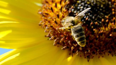 Parlak ayçiçekleri, güneşli bir günde nektar toplayarak meşgul arıları çeker..