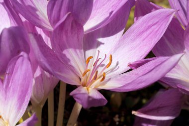 Parlak güneş ışığı altında narin pembe çiçekler açarak güzelliklerini ve zarafetlerini sergiliyorlar..