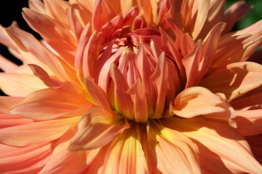 Güzel bir çiçek tamamen açılır, sıcak şeftali ve sarı gölgeler içinde katmanlarını sergiler..