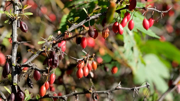Dikenli bir daldan sarkan parlak kırmızı dut kümeleri güneş ışığında parlıyor..
