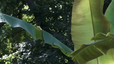 Güneş ışığı, doğayla dolu sakin bir park ortamındaki canlı yaprakların arasından süzülür..