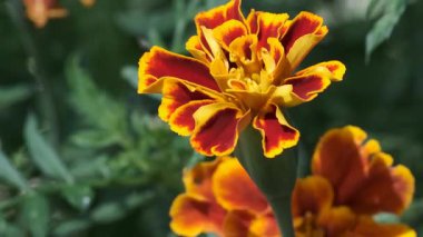 Renkli kadife çiçekleri güneşli bir bahçede güzelliklerini sergilerler..