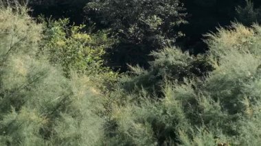 Canlı bitkiler ve ağaçlar ormanda barışçıl bir atmosfer yaratıyor..