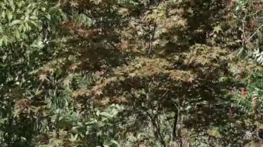 Renkli yapraklar rüzgarda hafifçe sallanıyor, doğanın sonbahar güzelliğini gösteriyor..