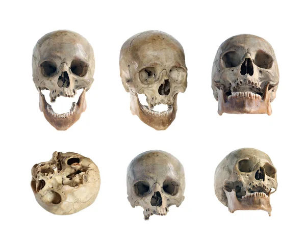 bir insan kafatası.