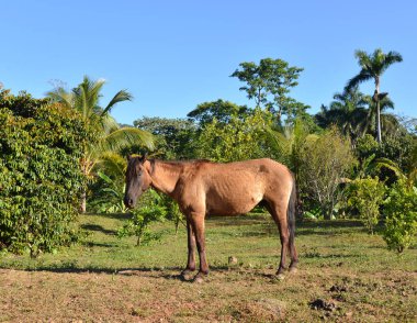 Yerli atı bir çayır on sıyrılmak.
