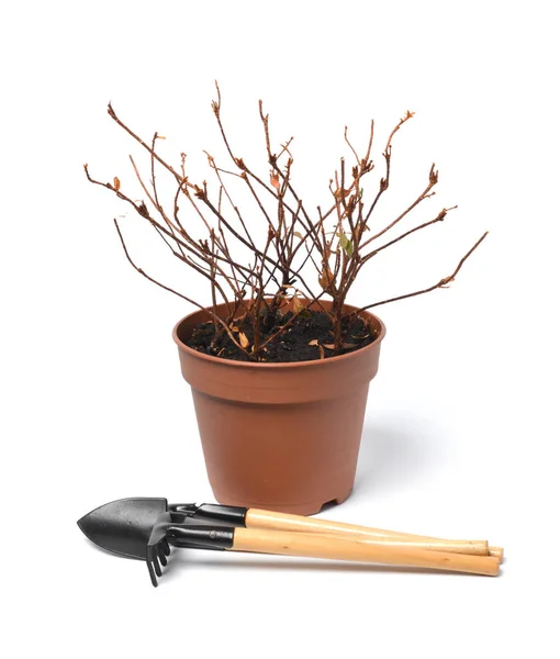 Dry Plant Pot Garden Tool White Background — Stock Photo, Image