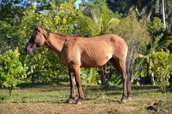 Yerli atı bir çayır on sıyrılmak.
