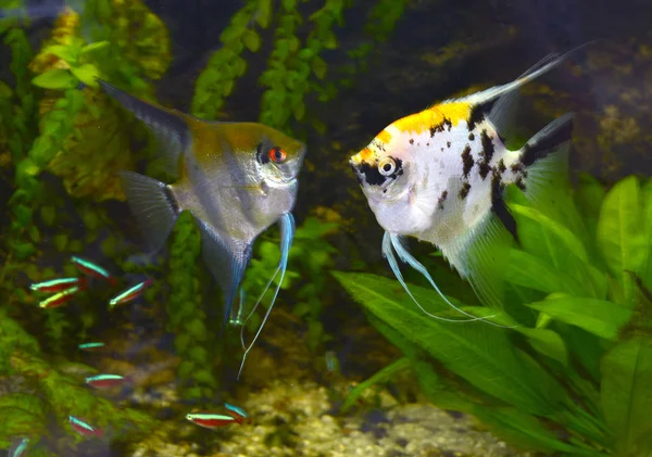 Pterofyl Sladkovodní Ryba — Stock fotografie