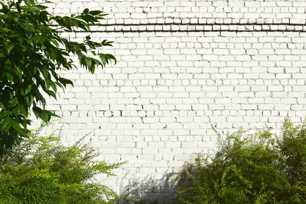 Background Brick Wall Painted White Paint Bushes Green Leaves — Stock Photo, Image