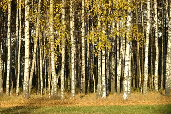 Berken Het Najaarspark Een Zonnige Dag — Stockfoto