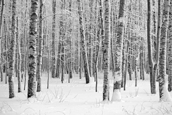 Birch Trees Snow Covered Winter Wood Black White Photo — Stock Photo, Image