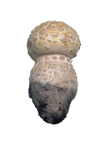 Pilz Amanita Muscaria Isoliert Auf Weißem Hintergrund — Stockfoto