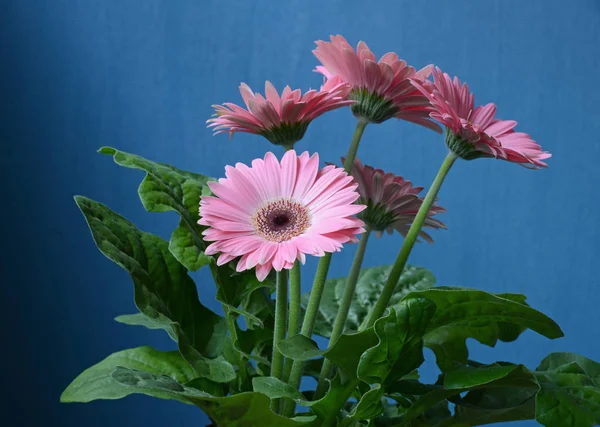 Pink Flowers Gerbera Blue Background — Stock Photo, Image