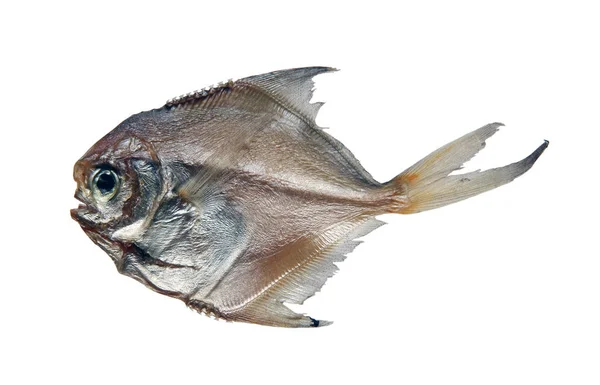 Szárított hal snack a sör — Stock Fotó