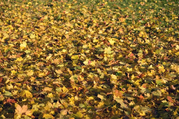 Yellow maple leaves on a green grass. — Stock Photo, Image
