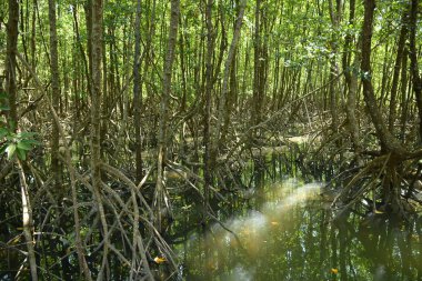 Mangrov ağaçları ve kökleri