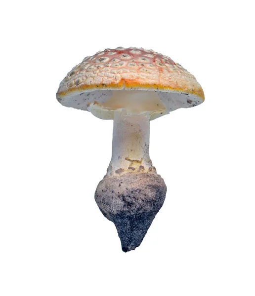 Гриб Amanita muscaria — стоковое фото