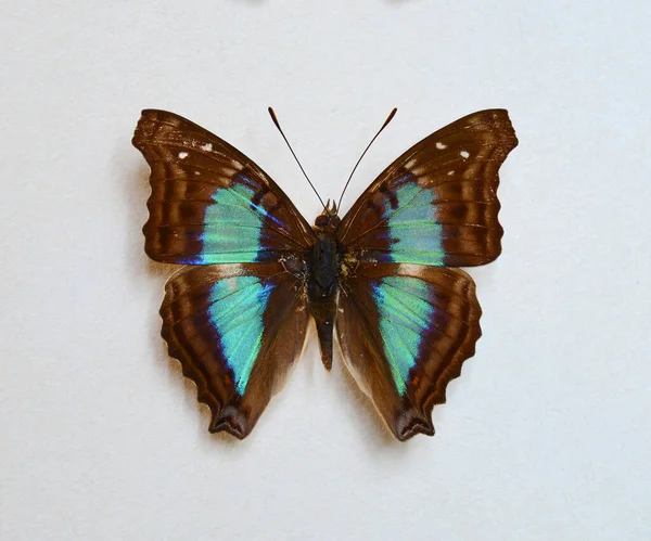 Mariposa Cerca Aislada Sobre Fondo Blanco Mariposa Doxocopa Cherubina — Foto de Stock